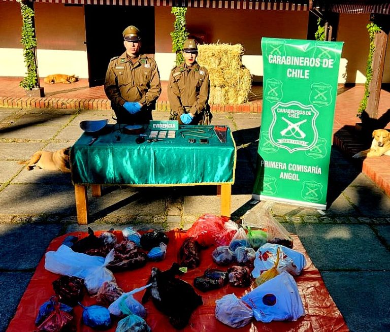 Carabineros de Angol logra desarticular punto de venta clandestino de carne