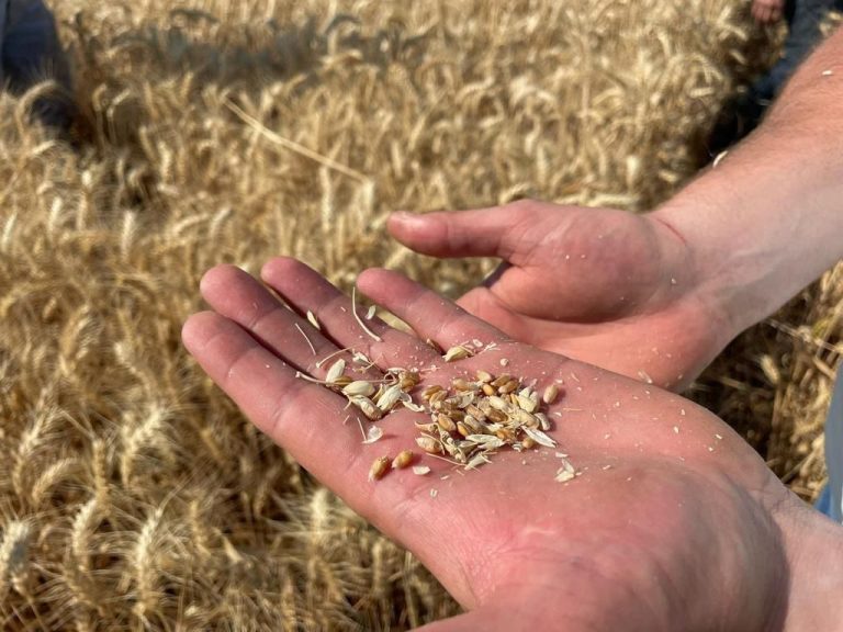 AGRICULTORES DE MALLECO LLAMAN A MOLINEROS A MANTENER SENTIDO PATRIÓTICO Y PREFERIR TRIGO NACIONAL