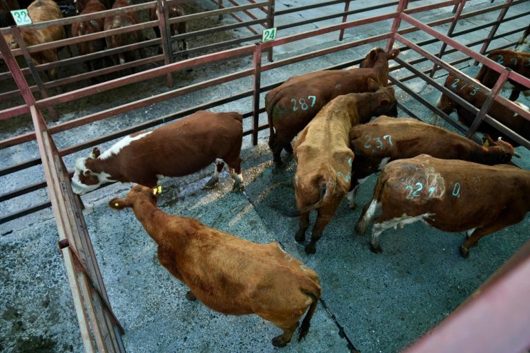 Celebración de Fiestas Patrias: intensifican fiscalizaciones preventivas para evitar el delito de abigeato en todo el país