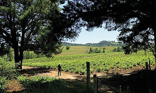 ¿SABÍAS QUE ANGOL FUE TIERRA DE VIÑEDOS?