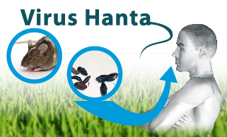 Diputado Rathgeb pide reforzar campaña de prevención de Hanta Virus en toda La Araucanía