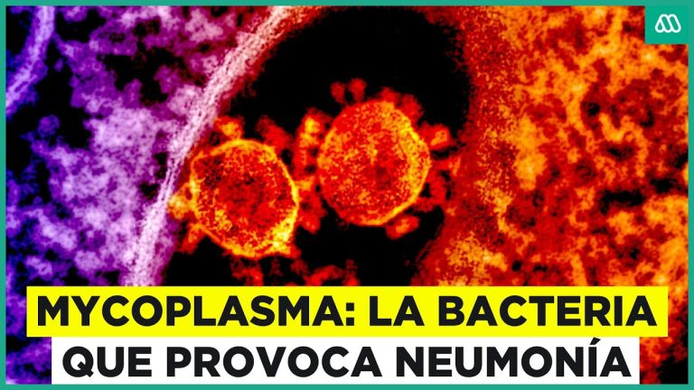 Hacen urgente llamado a prevenir contagios con la bacteria Mycoplasma.
