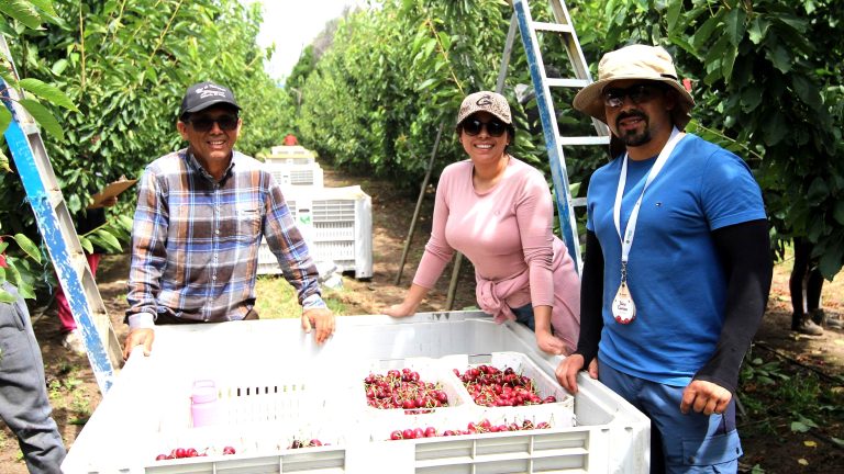 Cerezas de Malleco marcan histórica presencia en mercado chino