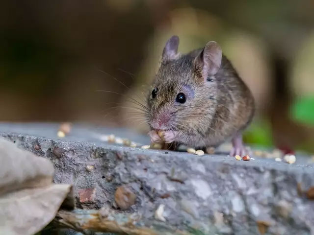 SE CONFIRMA SEGUNDO CASO Y PRIMER FALLECIMIENTO DE PERSONA CONTAGIADA CON HANTAVIRUS EN LA ARAUCANIA