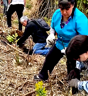 Vecinos reforestan bosque nativo con Fondo Comunitario de Aguas Araucanía