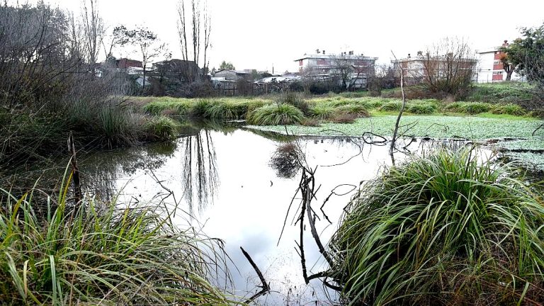 Aguas Araucanía financiará proyectos que busquen conservar humedales urbanos