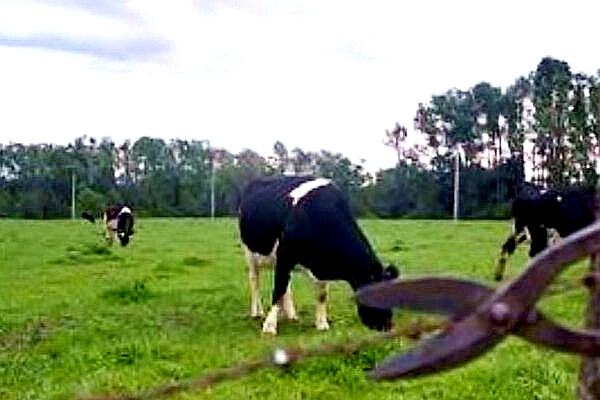 Diputado Rathgeb ante temor de ser víctimas de abigeato llama al Gobierno a comenzar planes preventivos ante próxima llegada de Fiestas Patrias