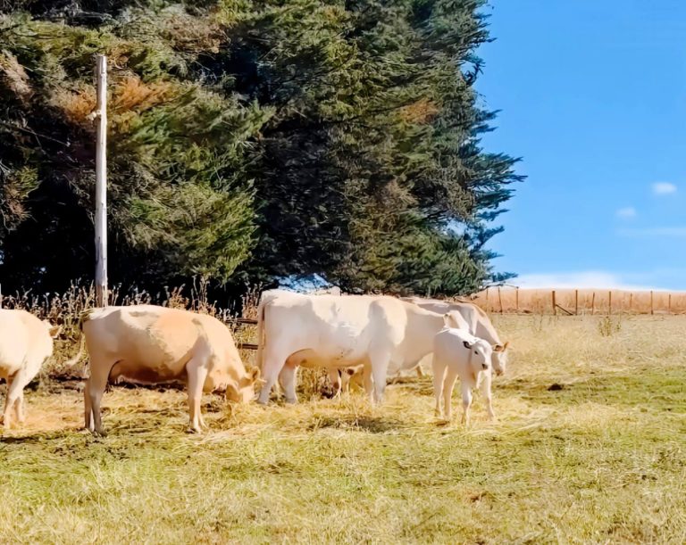 Diputado Jorge Rathgeb denuncia articulación de bandas dedicadas al robo de animales que están operando en La Araucanía y regiones vecinas