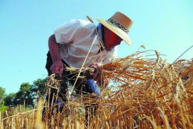 AGRICULTORES DE MALLECO EN ALERTA ANTE RIESGO DE ALTAS TEMPERATURAS PARA ESTA SEMANA
