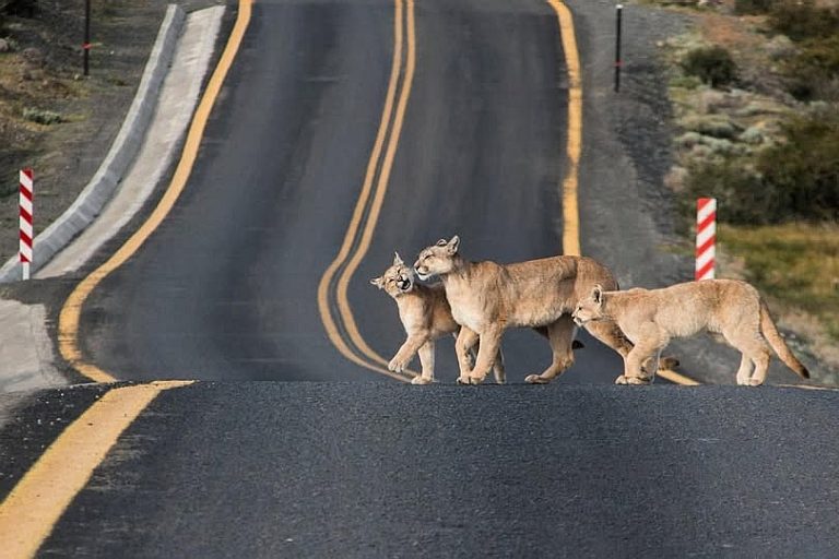 Diputado Jorge Rathgeb apoya iniciativa de instalar señaléticas en rutas de presencia de fauna silvestre