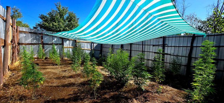 OPERACIÓN HUEQUÉN ALTO: PDI INCAUTA 38 PLANTAS DE MARIHUANA EN INVERNADEROS CLANDESTINOS