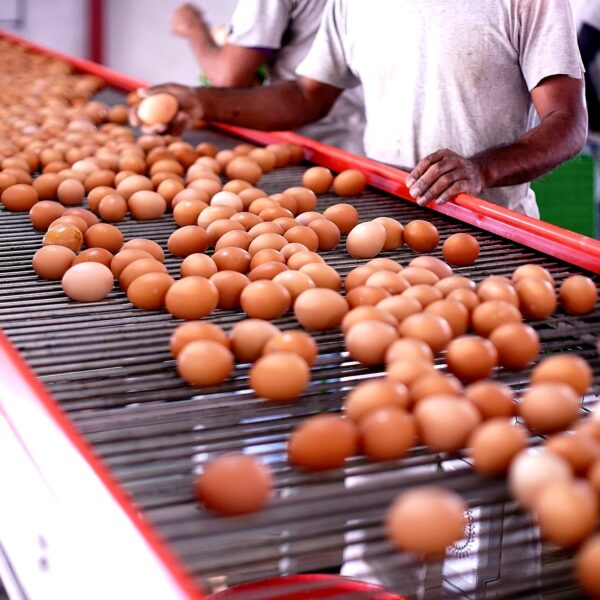 Chilehuevos y SAG refuerzan capacitación en bioseguridad