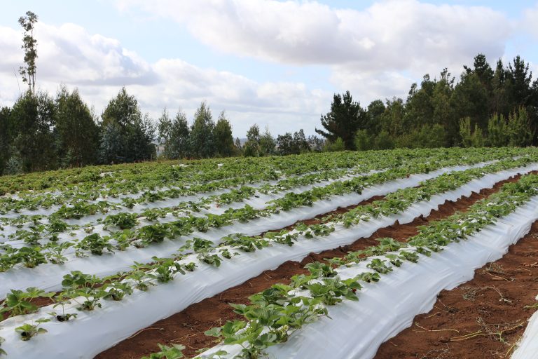 Por unanimidad: Consejo Regional de La Araucanía aprueba $7.000 millones para fortalecer el riego