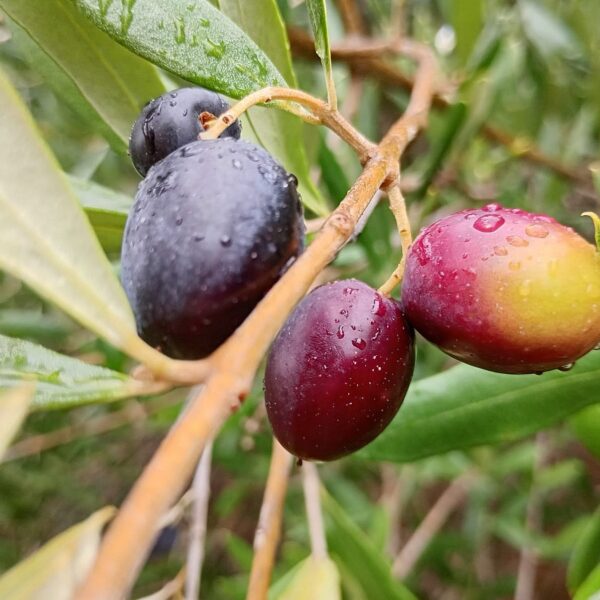 Impulsan producción del aceite de oliva más austral de Chile con innovador proyecto en La Araucanía