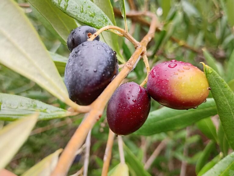 Impulsan producción del aceite de oliva más austral de Chile con innovador proyecto en La Araucanía