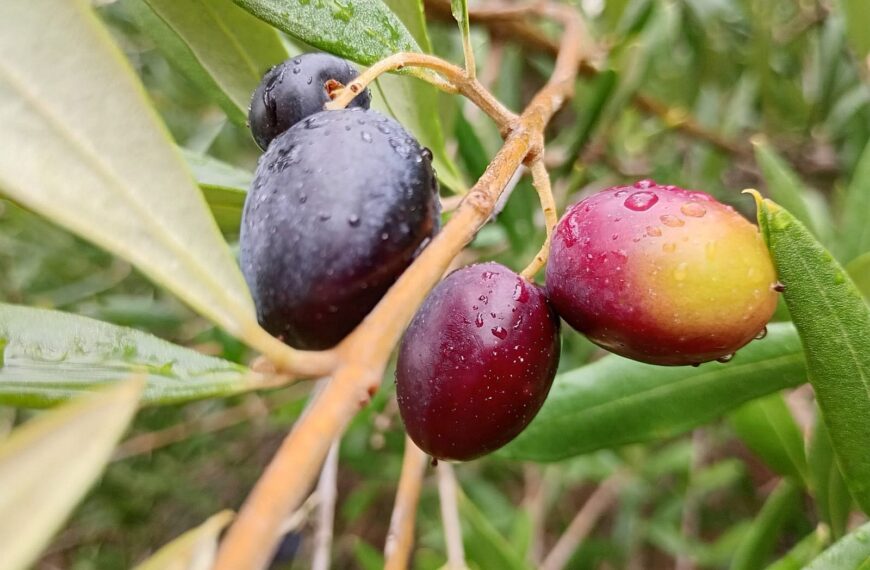 Impulsan producción del aceite de oliva más austral de Chile con innovador proyecto en La Araucanía