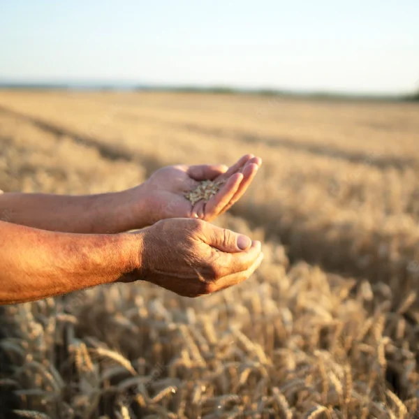 AGRICULTORES ALERTAN RIESGO DE FUERTE ALZA EN EL PRECIO DEL PAN POR CAÍDA EN STOCK MUNDIAL DEL TRIGO