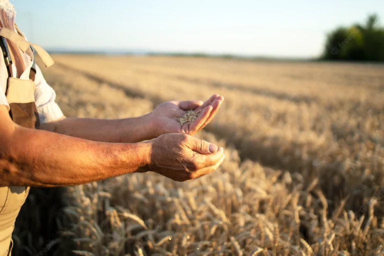 AGRICULTORES ALERTAN RIESGO DE FUERTE ALZA EN EL PRECIO DEL PAN POR CAÍDA EN STOCK MUNDIAL DEL TRIGO
