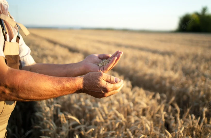 AGRICULTORES ALERTAN RIESGO DE FUERTE ALZA EN EL PRECIO DEL PAN POR CAÍDA EN STOCK MUNDIAL DEL TRIGO