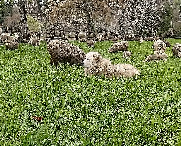 Con programa Corfo más de 100 personas se capacitaron para abordar impacto de perros asilvestrados en la ganadería ovina regional