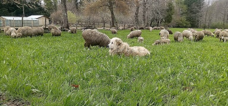 Con programa Corfo más de 100 personas se capacitaron para abordar impacto de perros asilvestrados en la ganadería ovina regional