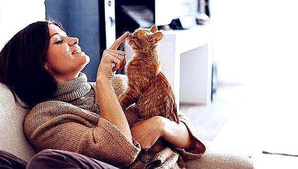 Más de la mitad de los hogares chilenos vive con un gato: las claves para cuidarlos y prevenir problemas de salud