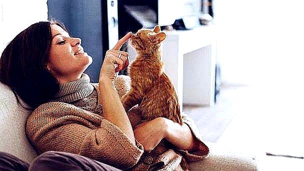 Más de la mitad de los hogares chilenos vive con un gato: las claves para cuidarlos y prevenir problemas de salud