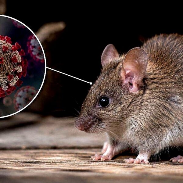 Especialistas U. de Chile advierten sobre las implicancias de la alerta sanitaria por hantavirus