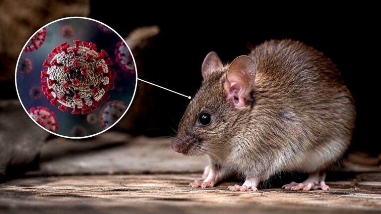 Especialistas U. de Chile advierten sobre las implicancias de la alerta sanitaria por hantavirus