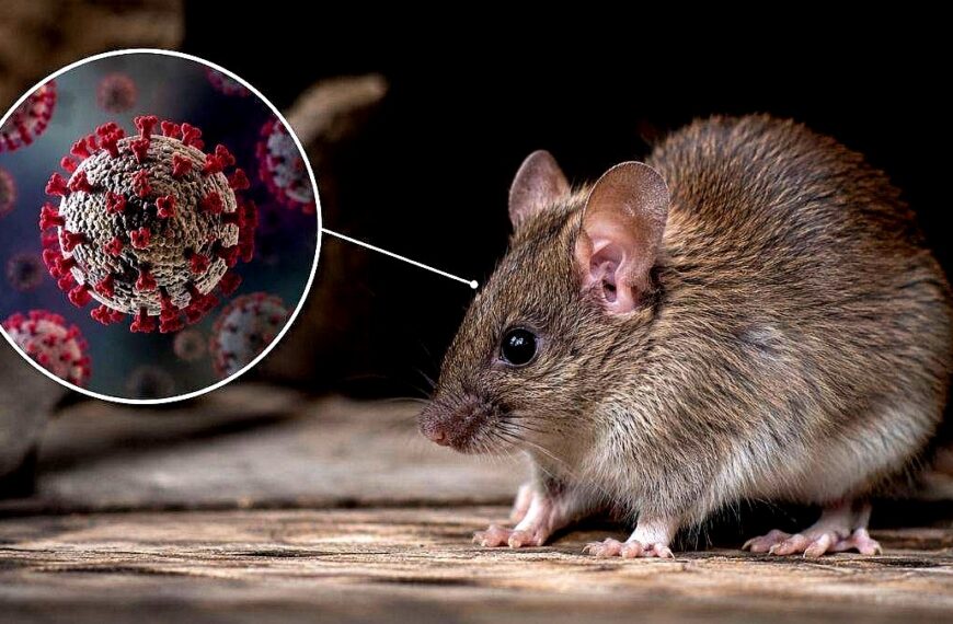 Especialistas U. de Chile advierten sobre las implicancias de la alerta sanitaria por hantavirus