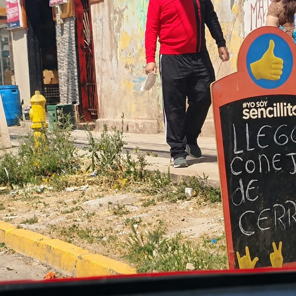 Estudio U. de Chile demuestra que conejos silvestres pueden transmitir el parásito de Chagas a vinchucas