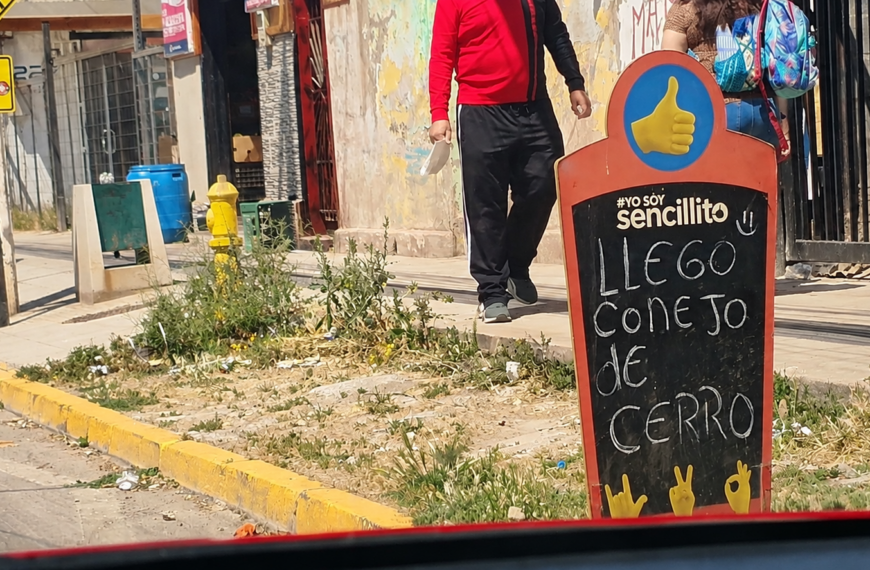 Estudio U. de Chile demuestra que conejos silvestres pueden transmitir el parásito de Chagas a vinchucas